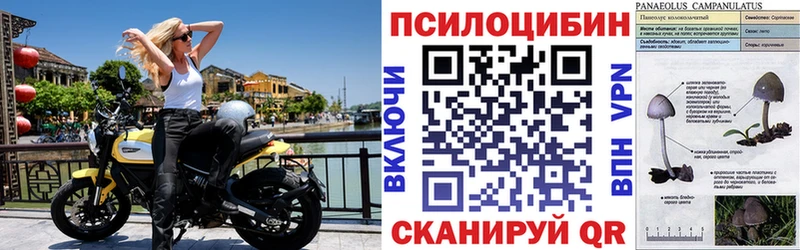 Псилоцибиновые грибы Psilocybe  Купить закладки  Мариинск 